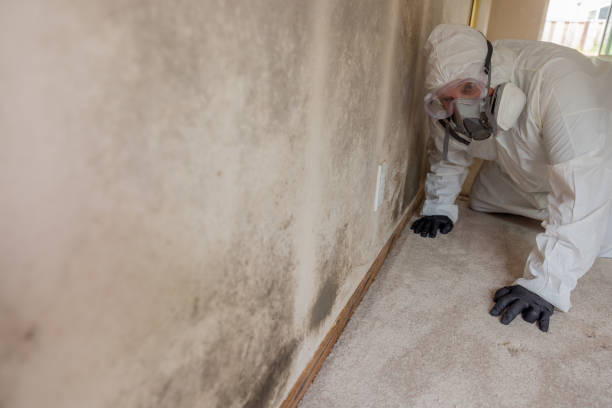 Why You Should Choose Our Mold Remediation Services in Yardley, PA